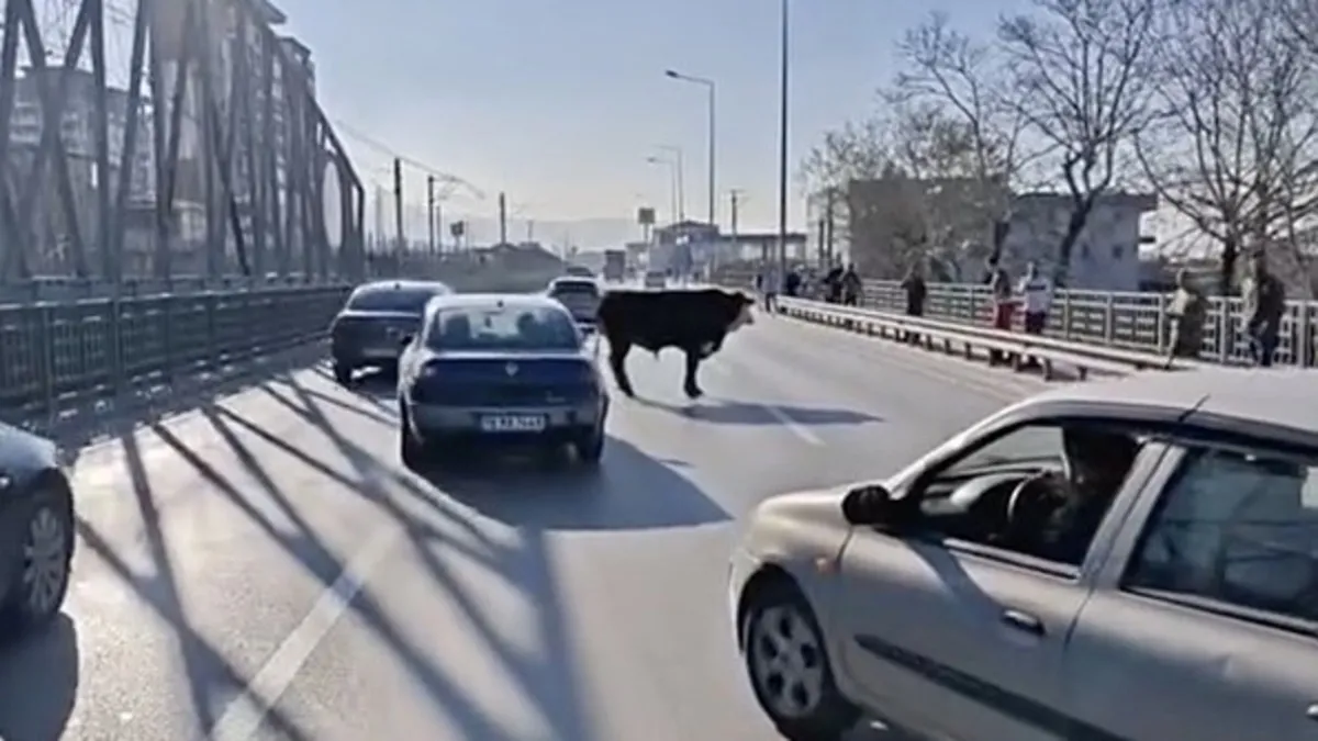 Çiftlikten kaçan boğa sürücülere zor anlar yaşattı Çiftlikten kaçan boğa sürücülere zor anlar yaşattı