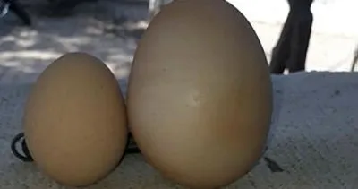 Aydın’da iriliğiyle dikkati çeken yumurtanın içinden bakın ne çıktı