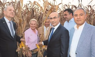 Çukurova’da sarı altın hasadı