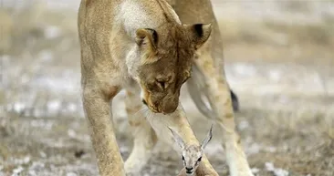 Vahşi doğanın şaşırtıcı yüzü