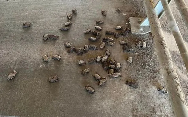 Öldüren soğuk! ABD'de hava durumu felaketi! Acil durum ilan edildi: Gökten yarasa yağdı...