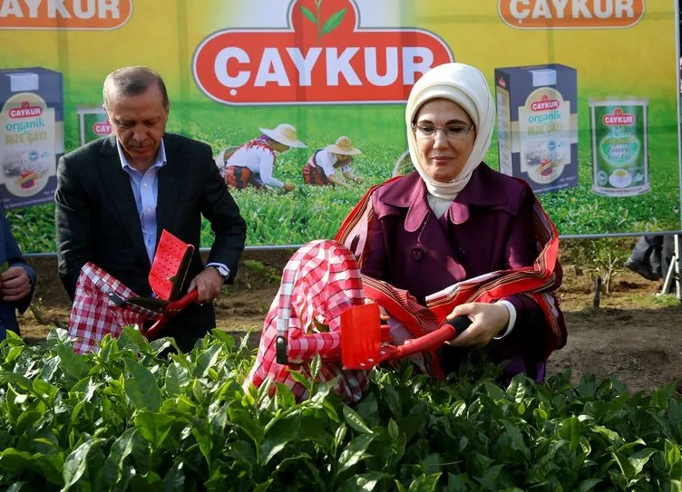 Cumhurbaşkanı Erdoğan Rize’de çay hasadı yaptı!
