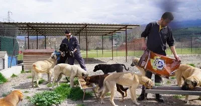 Depremzede köpekler Seydikemer’de tedavi ediliyor