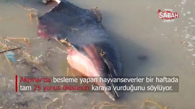 İstanbul'da onlarca yunus kıyıya vurdu