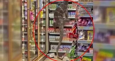 İnsan boyundaki dev kertenkele girdiği markette dehşet saçtı! Panik anları kamerada...