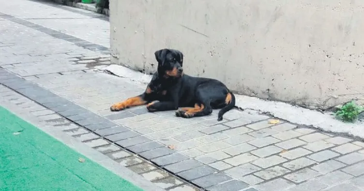 ‘Çip’li Paşa’yı bulana ödül verecek