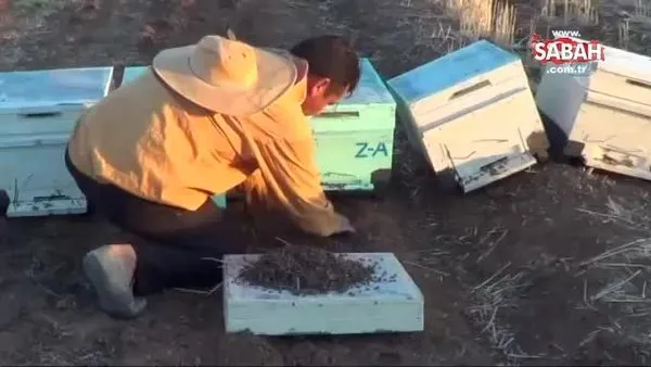 Şanlıurfa'da bilinmeyen bir sebeple milyonlarca arı öldü