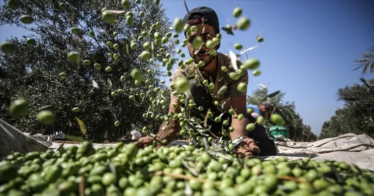 Antep fıstığı tamam! Sıra zeytinde