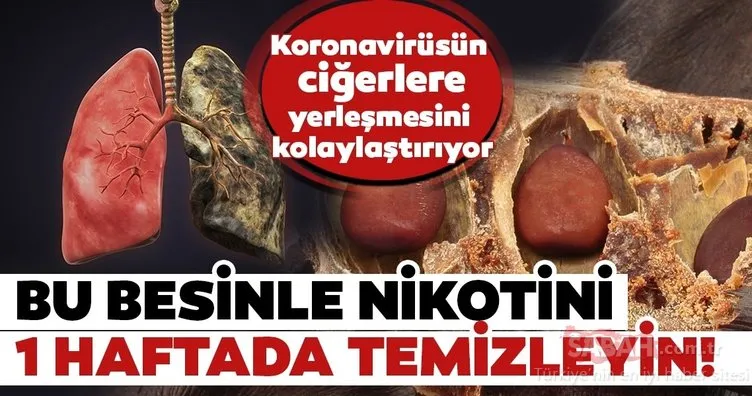 Sigara corona virüsün ciğerlere yerleşmesini kolaylaştırıyor! İşte ciğerleri temizleyen mucizevi besinler