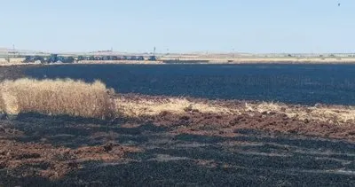 Viranşehir'de korkutan yangın: 100 dönüm buğday küle döndü #sanliurfa