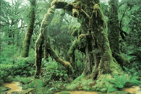 Rüya ormanı: Amazon...