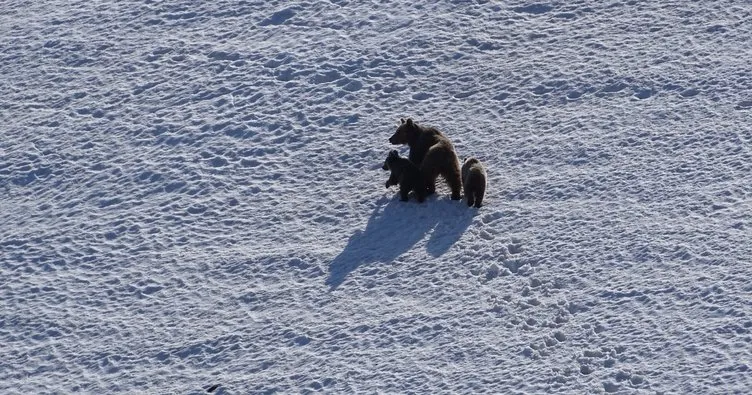 Anne ve yavru ayılar yiyecek ararken görüntülendi