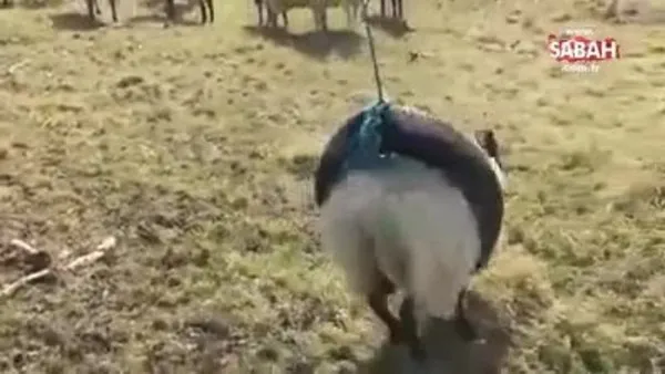 Bu koyun eğlenceyi seviyor