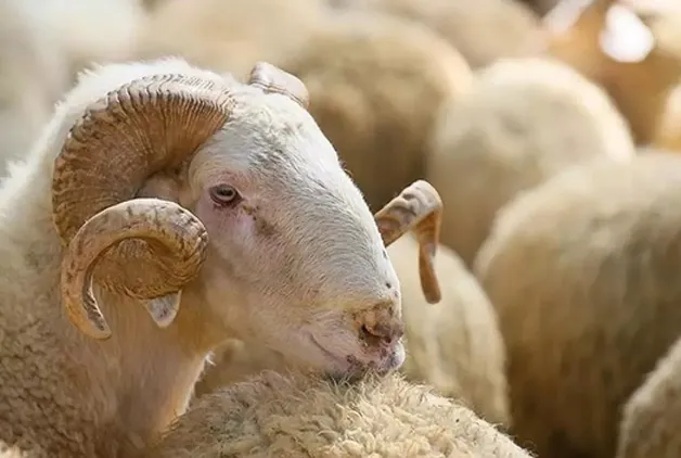 2025 Kurban Bayramı tarihleri: Kurban Bayramı ne zaman, kaç gün kaldı, bayram tatili kaç gün?