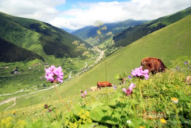 O bölgede dev turizm merkezi oluÅturuluyor! 11 yeni 'Ayder' bulundu!