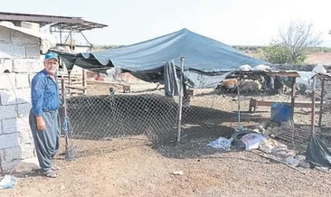 Koyunları çalındı gözyaşlarına boğuldu