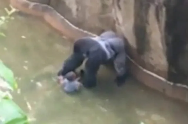 Goril Harambe’nin öldürülmesi yargıya taşınıyor