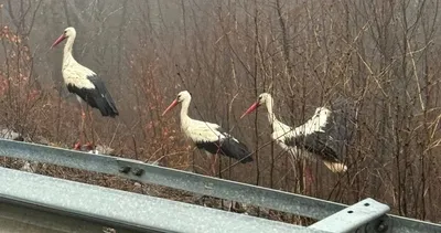 Yoğun sise yakalanan leylekler Kırklareli’nde karayoluna indi #kirklareli