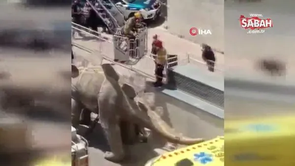 Kayıp adamın cesedi dinozor heykelinin içinden çıktı | Video