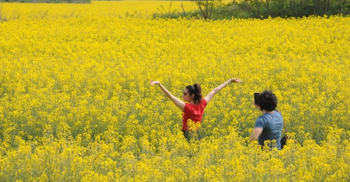 Kanola Tarlalari Dogal Fotograf Studyosu Oldu En Son Haber