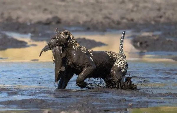 Leoparın avı!
