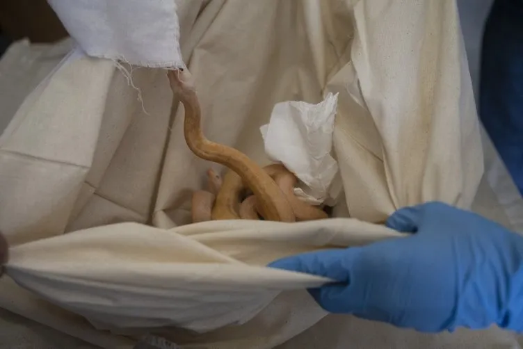 Kapıkule’de piton ile yavru timsah ve kertenkele ele geçirildi