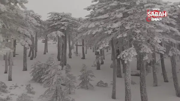 Kazdağı Milli Parkı'nda kar manzaraları böyle görüntülendi | Video