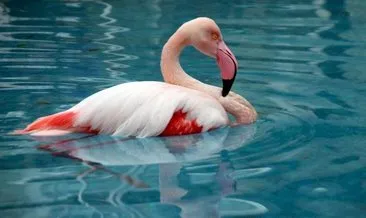 Harekete geç flamingolar ölmesin!
