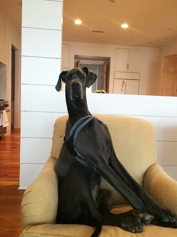 En büyük köpekler