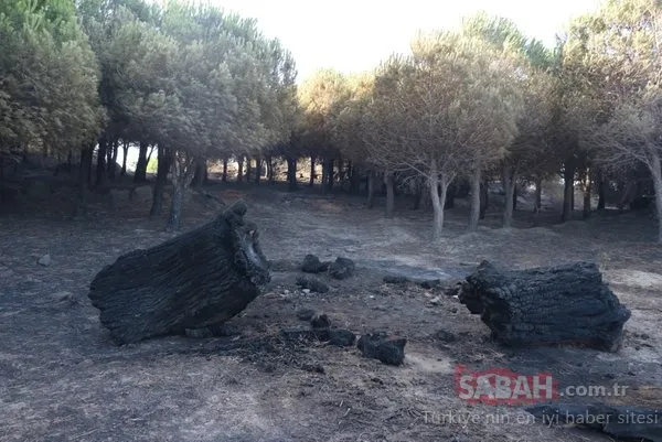 Marmara Adası'ndaki yangının boyutu gün ağarınca ortaya çıktı
