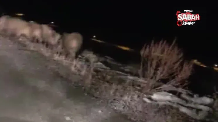Gece karanlığında karşılarına domuz sürüsü çıktı | Video