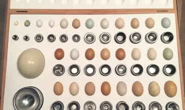 Yumurta kapıya dayandı!