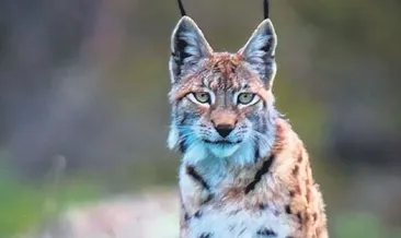 Bir yakışıklı da Tunceli’den