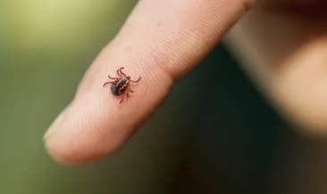 Kene kabusu geri döndü! Uzmanından Kırım Kongo Kanamalı Ateşi’ne karşı en etkili 5 korunma yöntemi...