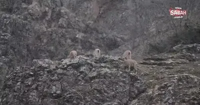 Tunceli’de yaban keçileri ve yiyecek arayan ayı görüntülendi | Video