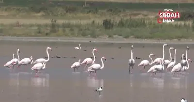 Flamingolar Erçek Gölü kıyısında görsel şölen oluşturdu | Video