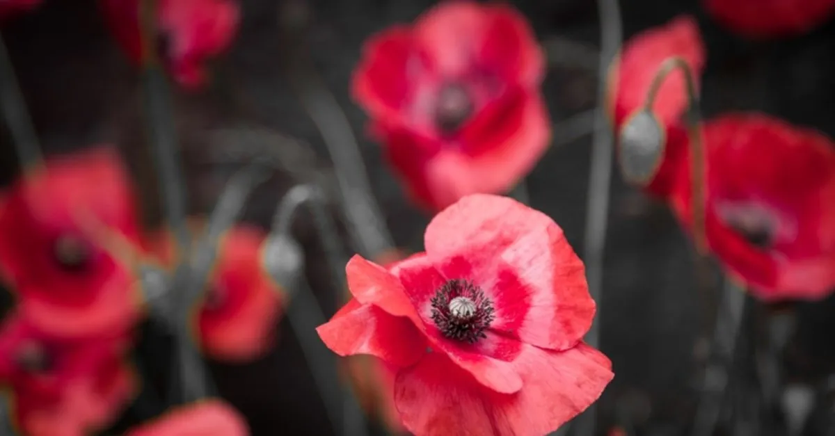 gelincik cicegi faydalari nelerdir