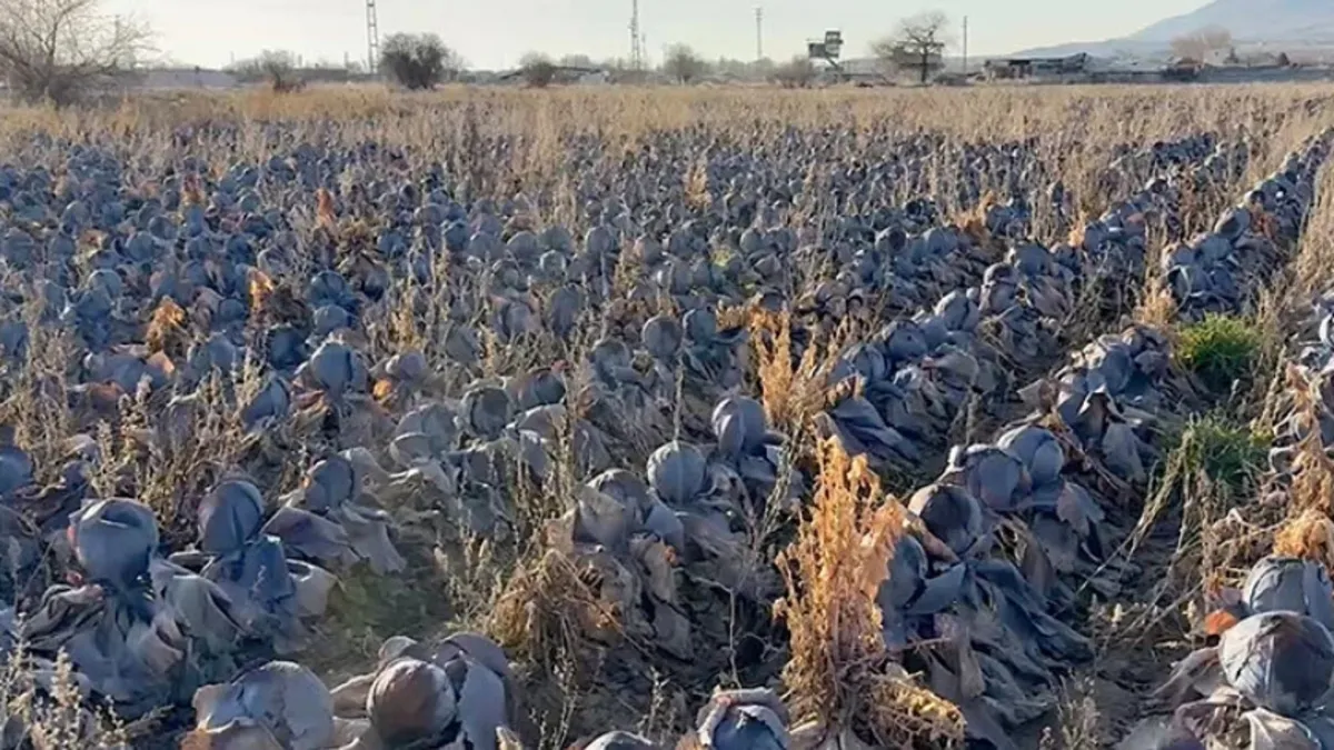 Tarladan sofraya 16 kat fark: Tarlada 5 TL, pazarda 80 TL!