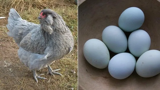 Mavi Yumurta Türkiye’de üretilecek