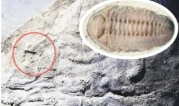 530 milyon yıllık göz fosili bulundu