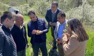 Yerel meyve çeşitleri koruma altına alınıyor #ardahan