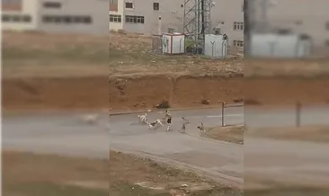 Başkentte başıboş köpek terörü
