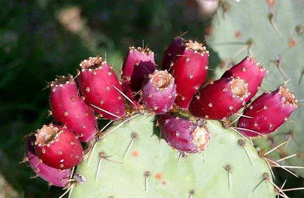Kolay kolay bulamayacağınız 10 ilginç meyve