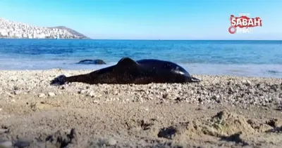 Sinop’ta ölü yunus sahile vurdu | Video