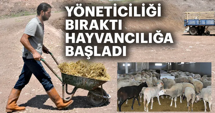 AVM yöneticisi köyünde hayvancılıÄa baÅladı