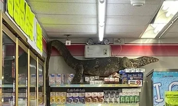 Tayland’da dev kertenkele markete girdi