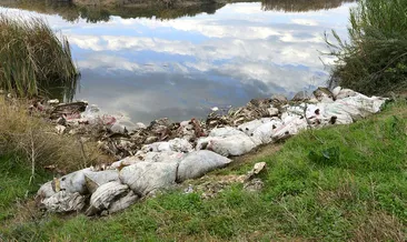 Adana’da at ve eşek kemikleri bulundu