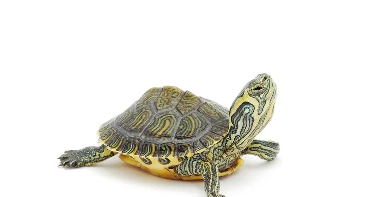 Kaplumbağa ne yer, ne ile beslenir? Kaplumbağa evde nasıl bakılır?