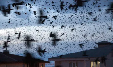 Son dakika: Ardahan’ı kargalar bastı!