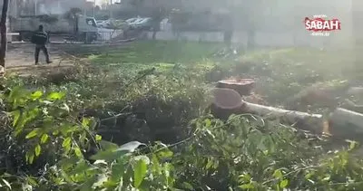CHP’li belediye restoran için ağaç katliamı yaptı | Video